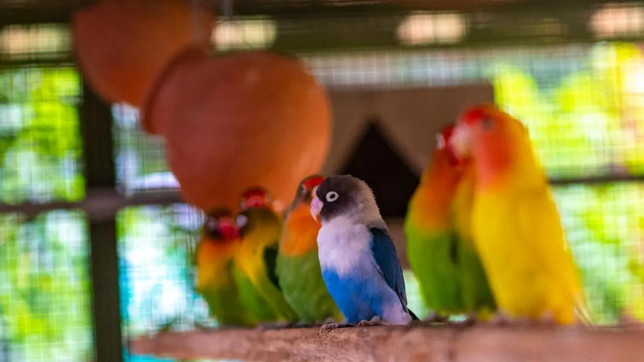 Курортный комплекс Budgies Cottage Thattakad