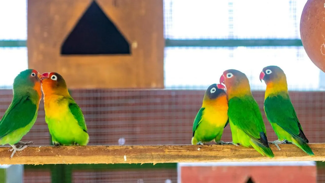 Budgies Cottage Thattakad Курортный комплекс
